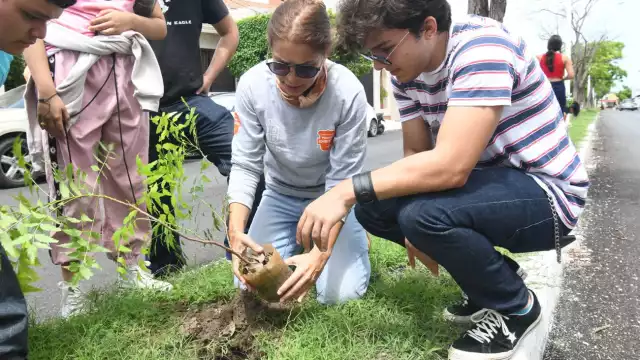 .  El Ayuntamiento de Campeche ha plantado 91 árboles en la avenida López Mateos en julio.