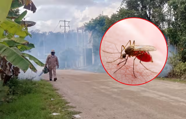 Campeche mantiene seis defunciones en estudio por probable dengue en 2025