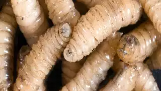  Cifras del gusano barrenador del ganado son más de las oficiales, aseguran ganaderos campechanos