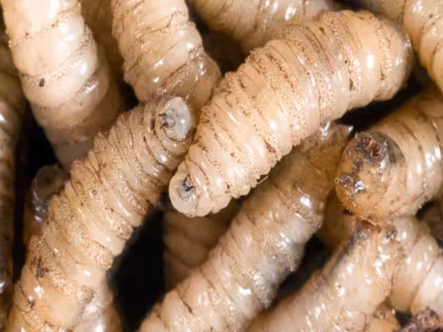 Ganaderos advierten subregistro de plaga en reses: “hay tres veces más casos”