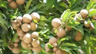  Disminuye número de árboles de chicozapote en Francisco May, Isla Mujeres