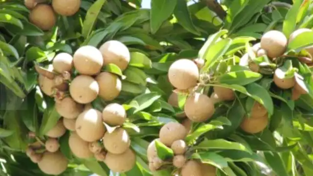 Ante la alta demanda del chicozapote, los locales quieren expandir el mercado de este mismo