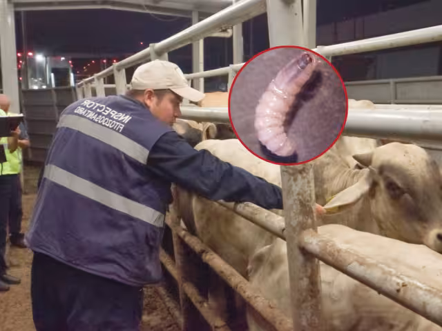 El Gobierno nacional prohibió la movilización del hato, como medida preventiva para evitar que el contagio se expanda