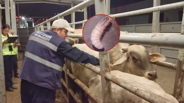 El Gobierno nacional prohibió la movilización del hato, como medida preventiva para evitar que el contagio se expanda