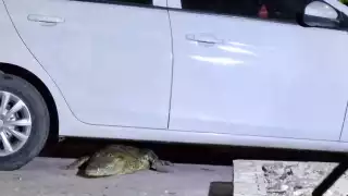 Tremendo susto se llevó una familia en Progreso, tras toparse con un cocodrilo de gran tamaño 