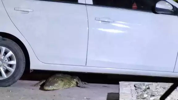 El saurio fue capturado y llevado de vuelta su hábitat natural en la ciénega en Progreso