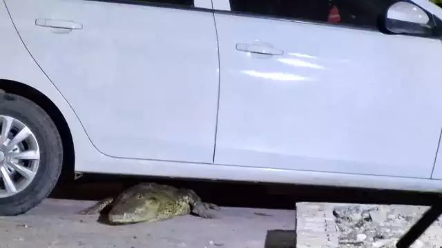 El saurio fue capturado y llevado de vuelta su hábitat natural en la ciénega en Progreso