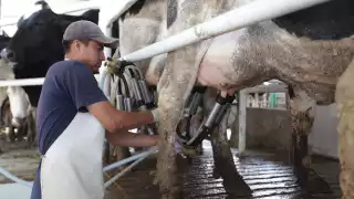Lluvias impulsan producción de leche en Campeche previo a apertura de planta pasteurizadora   
