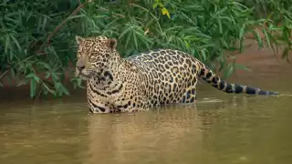  Frontera agropecuaria perjudica a los jaguares    en Campeche