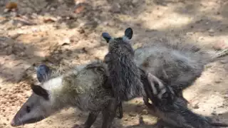 Crece la conciencia ambiental en Progreso; vecinos  reportan avistamientos de animales para su rescate