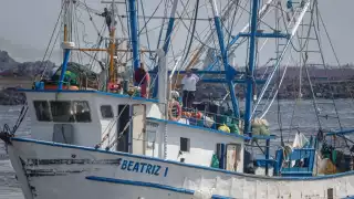 Arranca veda del camarón en Campeche con 18 barcos sin reparar y sin vigilancia