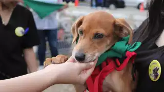 Carnaval de Mérida ofrecerá espacio para vacunar y desparasitar mascotas 
