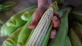 Productores de Campeche logran importante acuerdo en beneficio del sector maicero