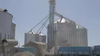 Preocupa a productores de Hopelchén falta de mercado para 50 mil toneladas de maíz