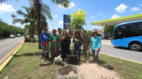Los ejemplares se colocaron en el camellón de la avenida de la colonia Francisco I. Madero Los ejemplares se colocaron en el camellón de la avenida de la colonia Francisco I. Madero