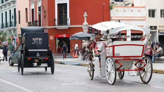 Como parte del plan, los caballos serán sometidos a revisiones médicas periódicas por parte de la UADY Como parte del plan, los caballos serán sometidos a revisiones médicas periódicas por parte de la UADY