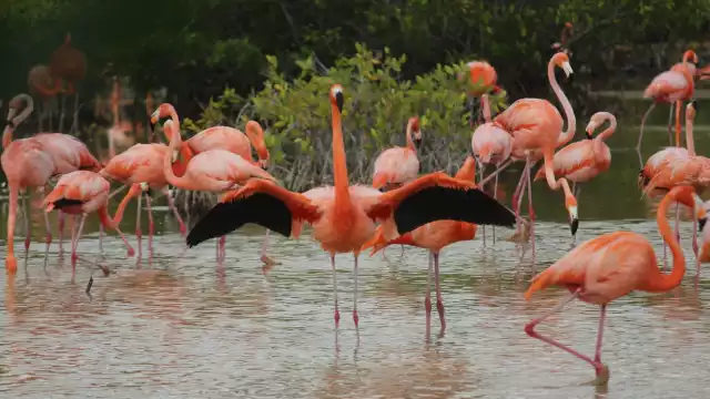 En el 2021 este puerto se consolidó con un hecho histórico cuando hubo más de 20 mil nidos