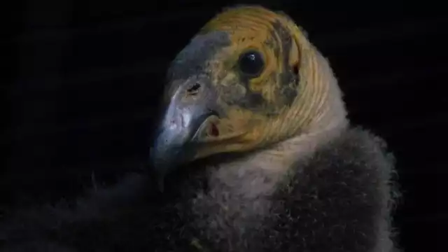 Se prevé que el próximo año la cría sea liberada en su hábitat natural