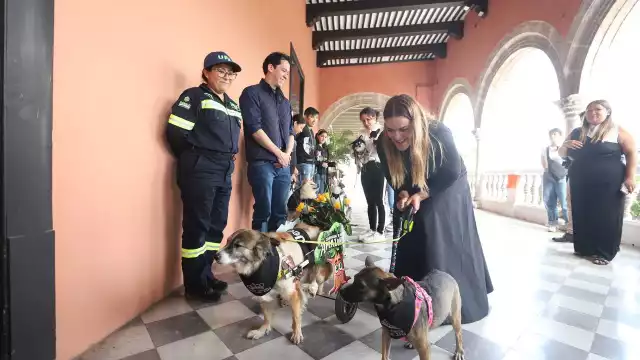 Presentan a las Reinas y Reyes Caninos del Carnaval de Mérida 2025