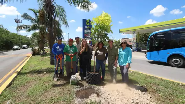 Los ejemplares se colocaron en el camellón de la avenida de la colonia Francisco I. Madero