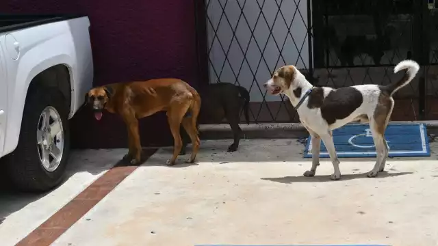 De julio de 2023 a julio de 2024, las denuncias por violencia contra animales han aumentado alarmantemente.