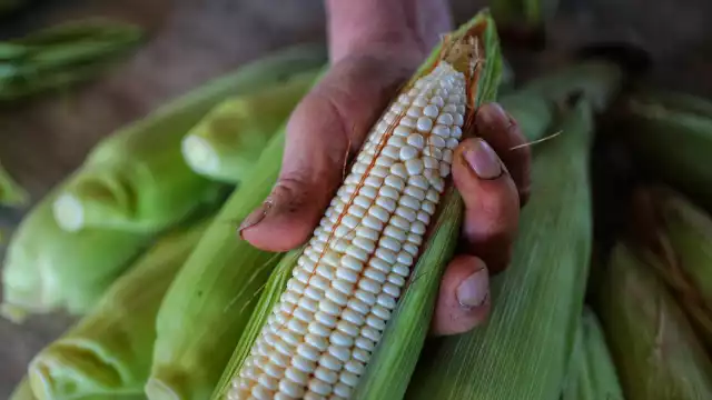Maiceros de Campeche logran trato con Maseca y Minsa