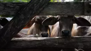 Gusano barrenador en Nuevo León: Sader afirma detección “en fase larvaria” y riesgo mínimo de dispersión