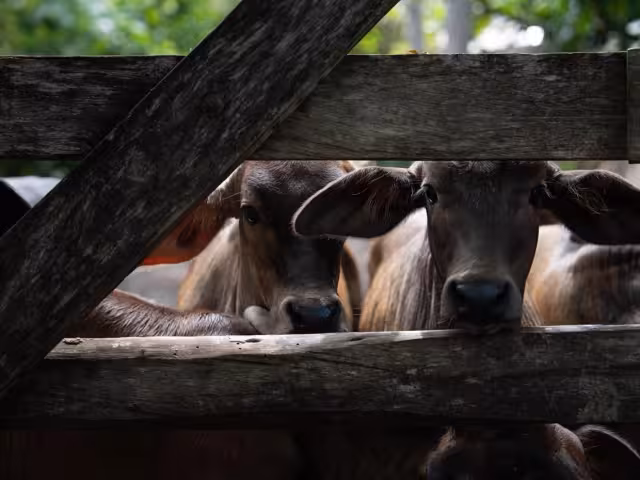 Suman 431 las infecciones en lo  que va del año, informó la Sader.