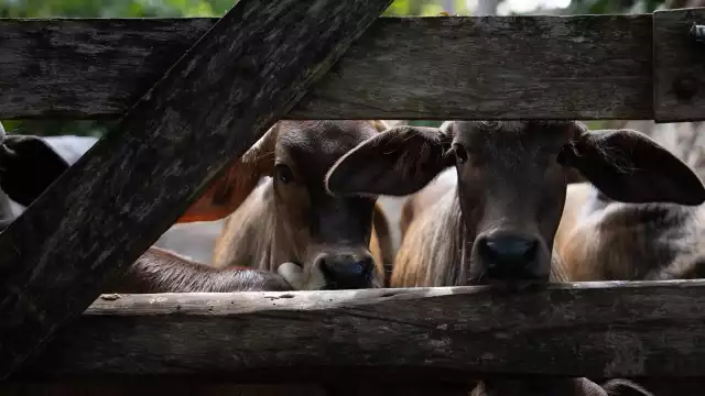 Suman 431 las infecciones en lo  que va del año, informó la Sader.