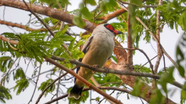 La Titira Puerquito (Tityra semifasciata) es un ave tropical cuya peculiaridad radica en su canto similar al gruñido de un cerdo.