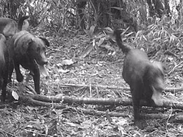 En la Reserva Cuxtal, ubicada al sur de Mérida, se ha logrado detectar la presencia de mil quinientos perros ferales