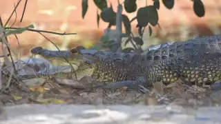  Reptiles recuperan su propiedad en Progreso