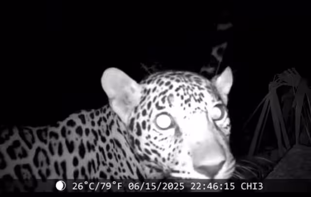 El video reveló impresionantes detalles de los dos jaguares