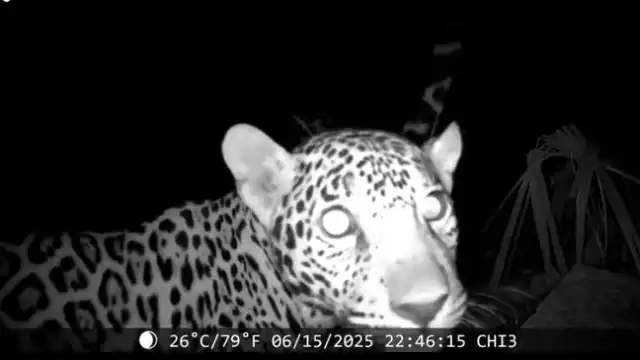 El video reveló impresionantes detalles de los dos jaguares