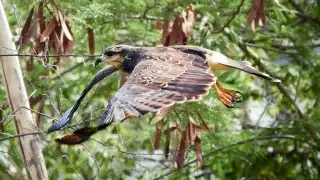   Avistamiento de gavilán caracolero emociona a observadores de aves en Mérida   
