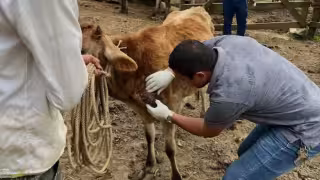 Productores en alerta por avance del gusano barrenador en Campeche