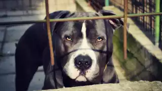 Un perro de raza Pitbull atacó a tres menores en una secundaria de Monterrey, Nuevo León