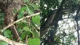 ¡Que miedo! Encuentran enorme boa en Seyé de más de un metro de largo
