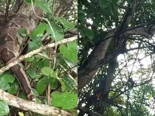 ¡Que miedo! Encuentran enorme boa en Seyé de más de un metro de largo