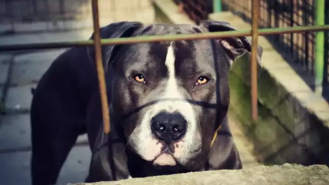 Las mascotas son vulnerables ante la contingencia ambiental.