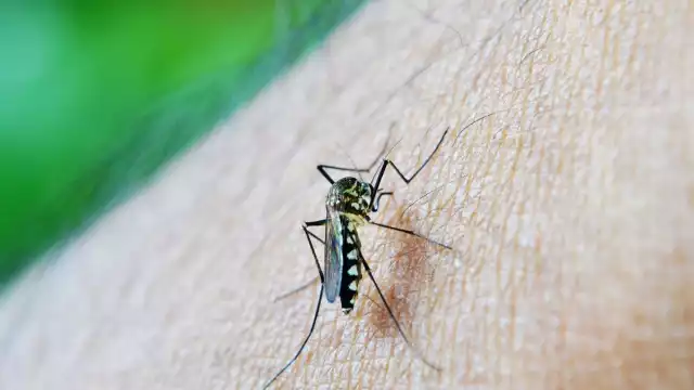 Se prenden las alarmas por incremento en contagios de dengue