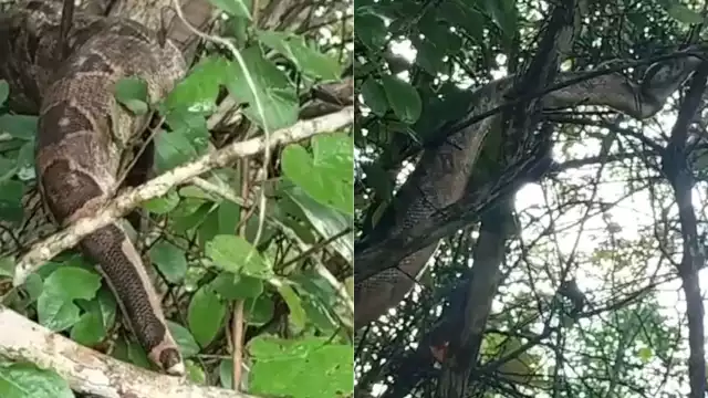 ¡Que miedo! Encuentran enorme boa en Seyé de más de un metro de largo