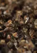Millones de abejas han muerto en la Península de Yucatán por el uso de agroquímicos