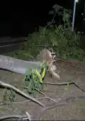 El árbol terminó derrumbado por los fuertes vientos.