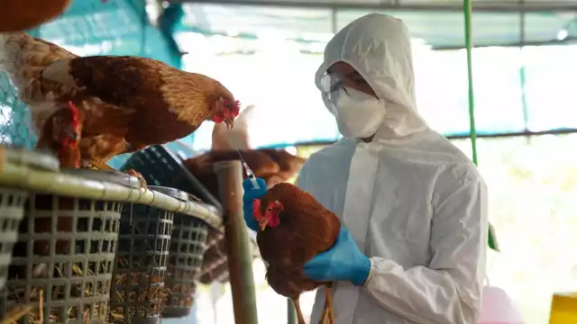 La influenza aviar H5N1 es una enfermedad viral que afecta principalmente a las aves, pero en casos raros puede transmitirse a humanos