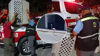 Rescataron  a flamenco tras ser apedreado en la Supermanzana 54 de Cancún