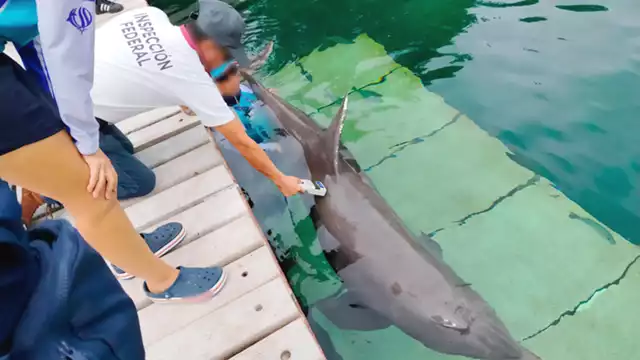 Los delfines nariz de botella son los más usados en los espectáculos y actividades similares