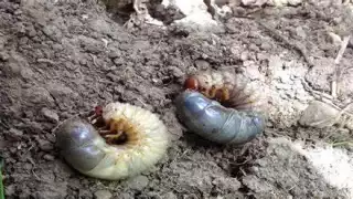 Van siete casos confirmados de gusano barrenador en Quintana Roo