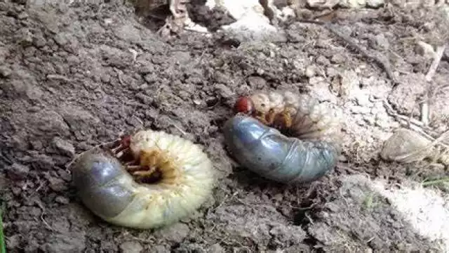 La presencia de este gusano pone en gran riesgo al ganado de la región.