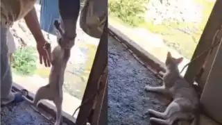 Crueldad animal en Tulum: Detienen a dos tras video viral; gatito ya está bajo resguardo